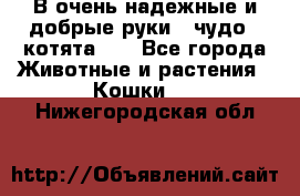 В очень надежные и добрые руки - чудо - котята!!! - Все города Животные и растения » Кошки   . Нижегородская обл.